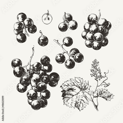 Vintage illustration of ink drawn wine grape