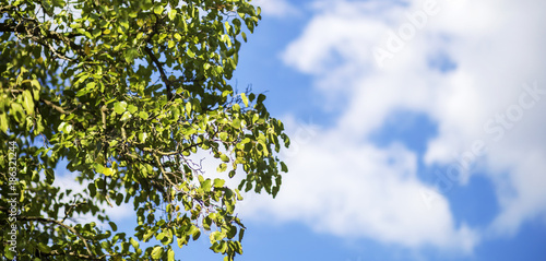 Web banner of green tree with leaves and cloudy blue sky - fresh air concept