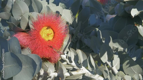 bees collect pollen from eucalyptus macrocarpa,  a mallee eucalyptus noted for its large, spectacular flowers photo