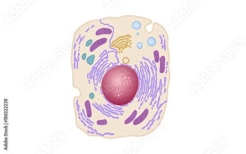 Animal human cell structure educational science. Microscope 3d eukaryotic nucleus organelle medicine technology analysis. Glowing colored biology poster template isolated line vector illustration