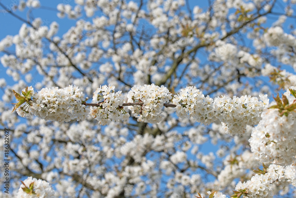 Kirschblüten, Süßkirsche, Prunus avium Kirschblüten, Süßkirsche, Prunus avium