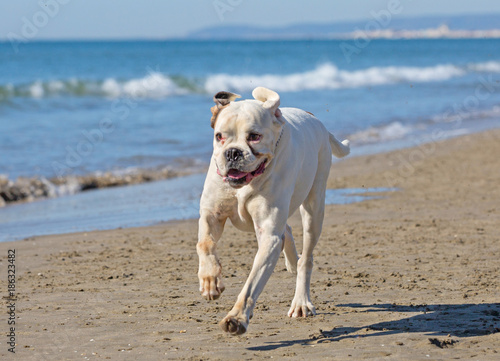 dog on the beach