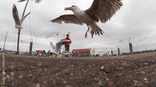 Gabbiani nel porto di Texel ricevono cibo da un turista photo