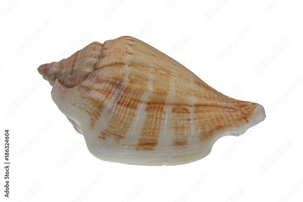 Sea shell on a white background Sea shell on a white background
