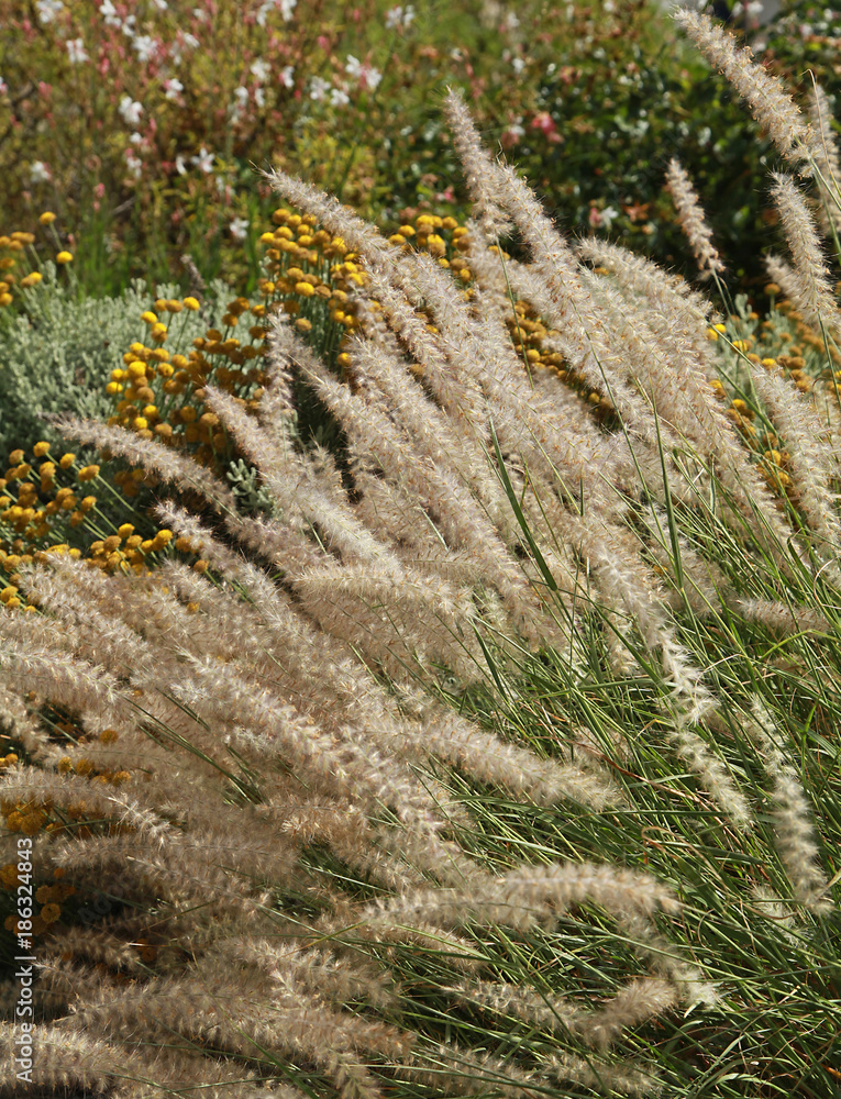 Graminée Pennisetum alopecuroides Cassian Graminée Pennisetum alopecuroides Cassian