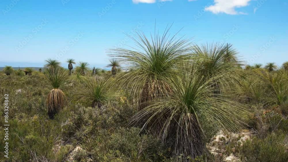 close up of xanthorrhoeam, commonly known as grass trees, growing in a national park on the west australian coast close up of xanthorrhoeam, commonly known as grass trees, growing in a national park on the west australian coast