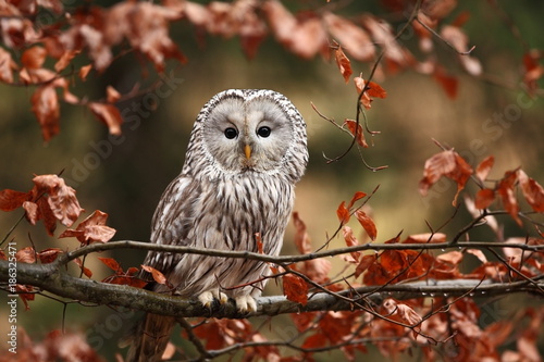 He lives in Europe and Asia, on the Czech territory only occurs very rarely in the area of the Beskydy mountains and the Bohemian Forest and Bohemian Forest. Strix uralensis. 