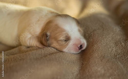 cute little puppies, freshly born, sleeping peacefully on a soft blanket in the sunshine © Magdalena