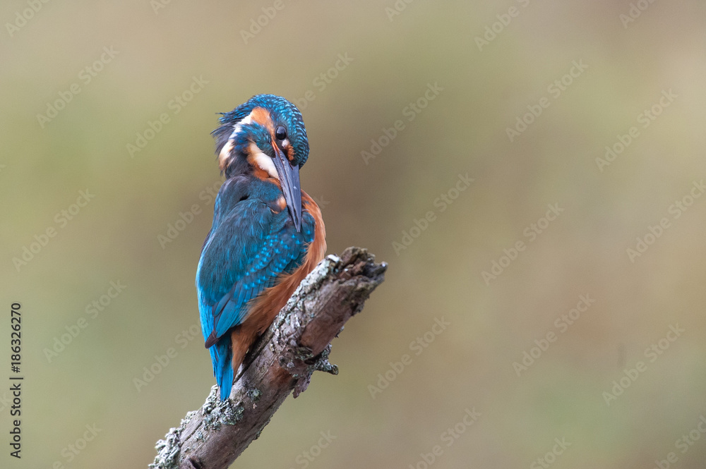 Obraz premium Eisvogel