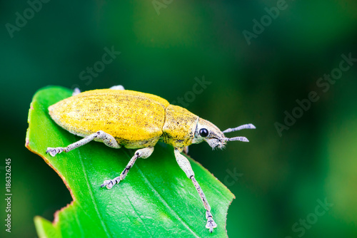 Male Gold Dust Weevil (Arthropoda: Insecta: Coleoptera: Curculionidae: Entiminae: Tanymecini: Piazomiina: Hypomeces squamosus) standing and waiting on a reen leaf isolated with soft green background photo