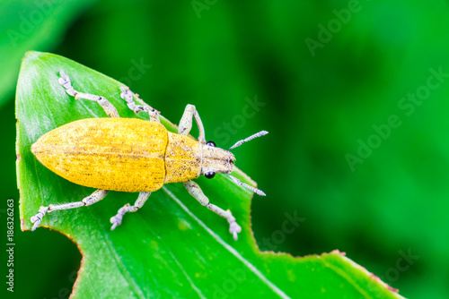 Male Gold Dust Weevil (Arthropoda: Insecta: Coleoptera: Curculionidae: Entiminae: Tanymecini: Piazomiina: Hypomeces squamosus) standing and waiting on a reen leaf isolated with soft green background photo