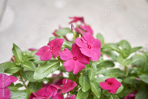 Catharanthus