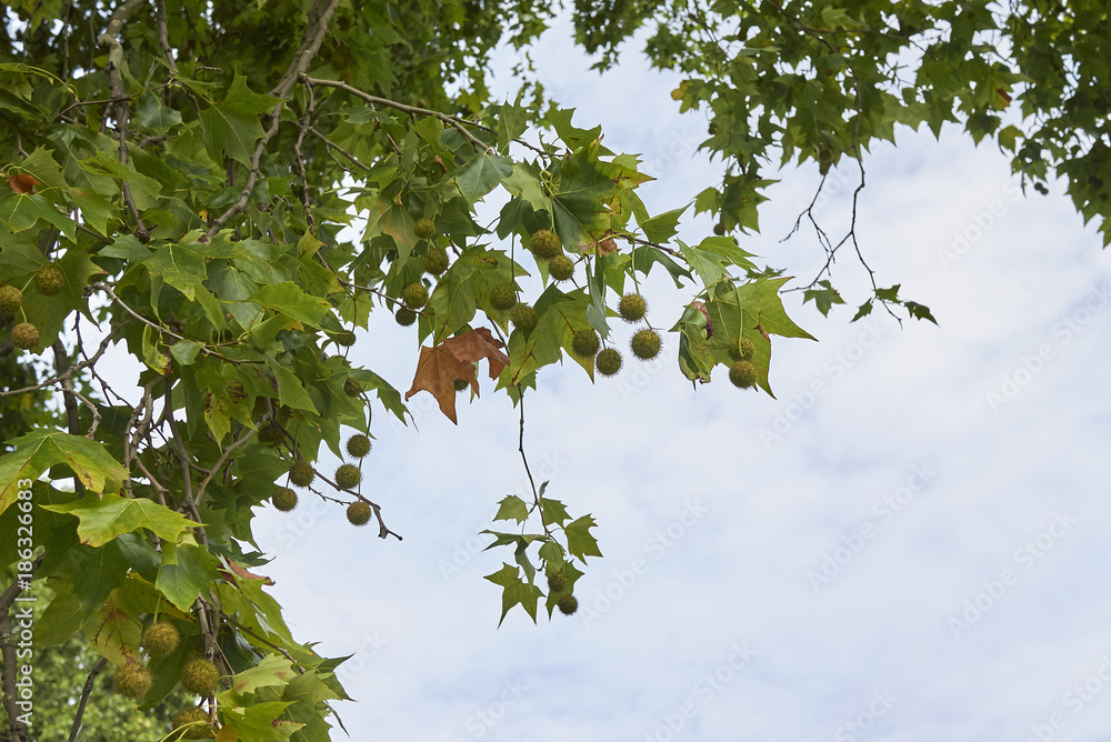 Fototapeta premium Platanus x acerifolia