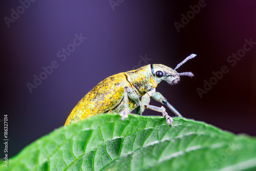 Female Gold Dust Weevil (Arthropoda: Insecta: Coleoptera: Curculionidae: Entiminae: Tanymecini: Piazomiina: Hypomeces squamosus) standing and waiting on a green leaf isolated with black background photo