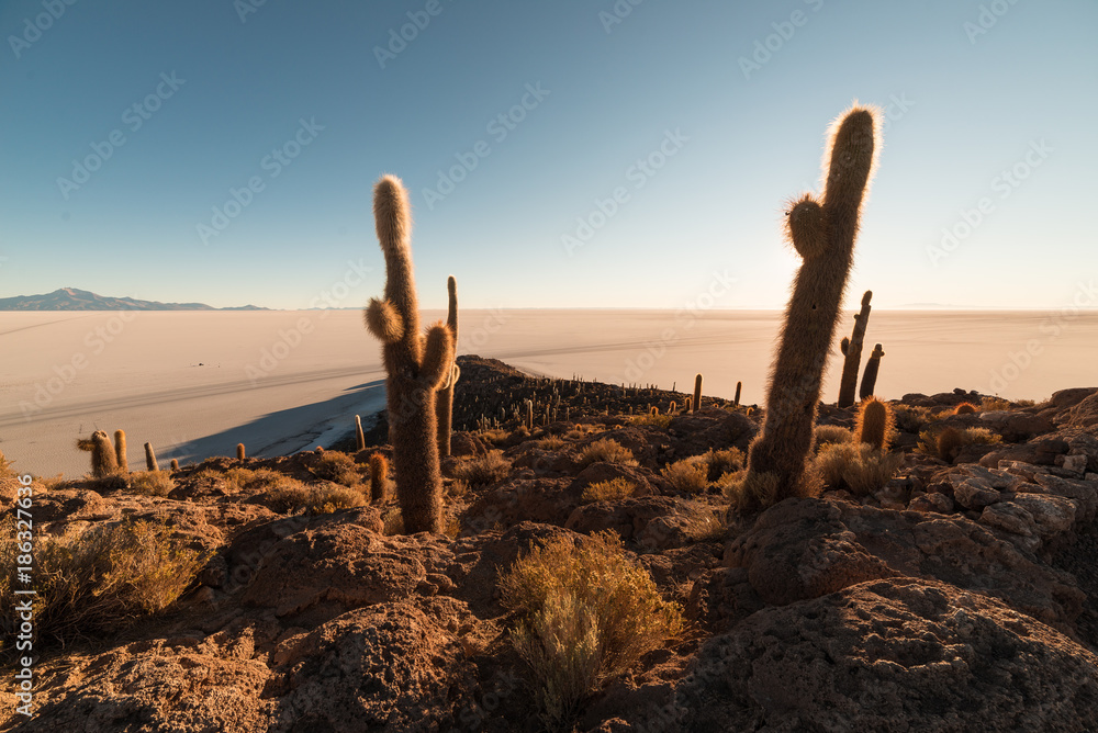 Uyuni Salt Flat at sunrise, travel destination in Bolivia and South America. Summit of the Isla Incahuasi with glowing cactus. Uyuni Salt Flat at sunrise, travel destination in Bolivia and South America. Summit of the Isla Incahuasi with glowing cactus.