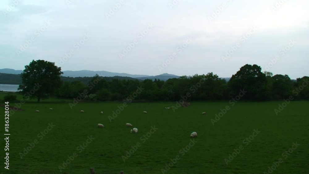 Wide, sheep graze in Scottish field Wide, sheep graze in Scottish field