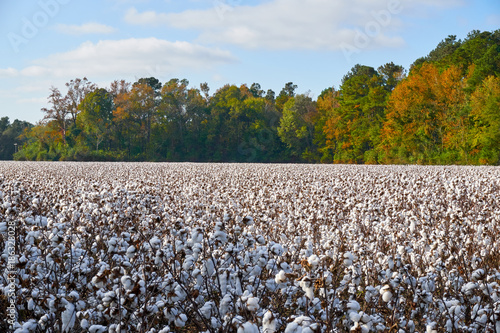 Fototapeta Naklejka Na Ścianę i Meble -  Cotton field in the Southern US with fall colors in the trees along the edge.