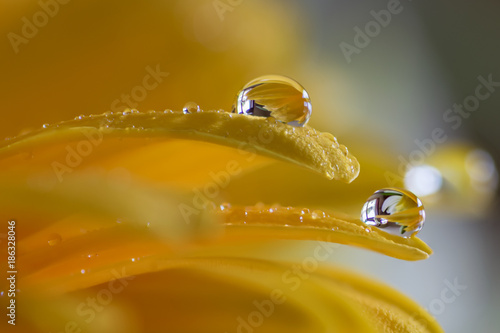 Dew Drops on a Daisy