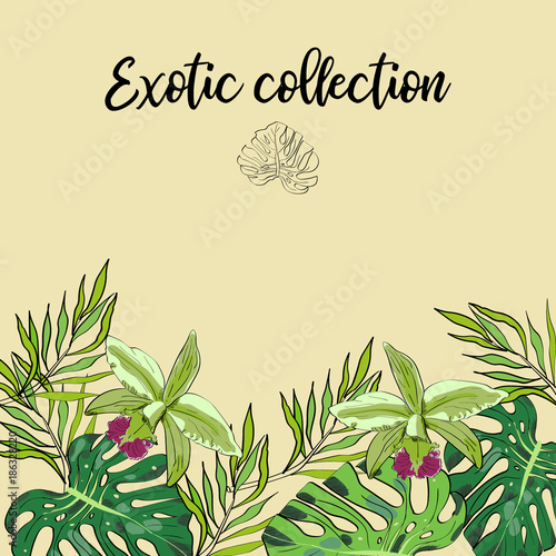 Fototapeta Naklejka Na Ścianę i Meble -  Tropical hand drawn exotic collection background with leaves and flowers. Package design.