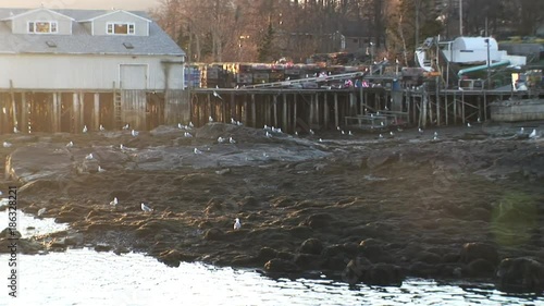 Seagulls in coastal town, Maine