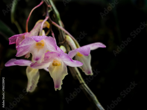 A miniature Orchid in a tropical forest. Dark background. 