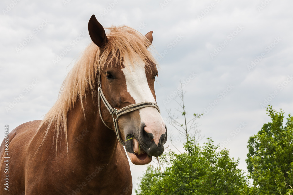 Fototapeta premium Horse eating grass
