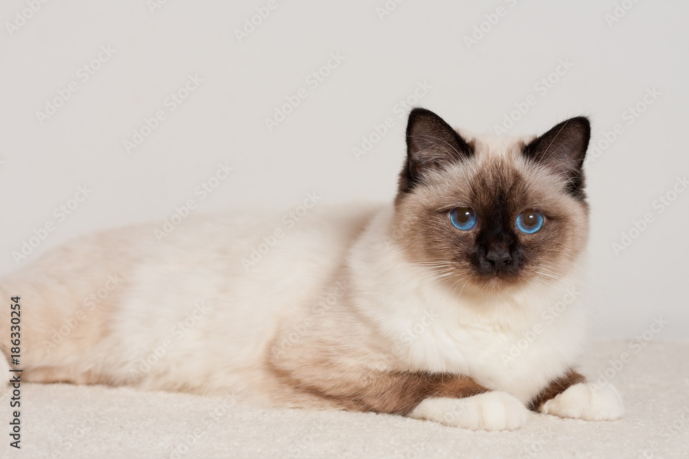 A seal point Birman cat,  male with blue eyes is lying on carpet