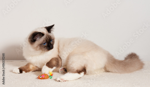 A seal point Birman cat, male with blue eyes playing with toy on the carpet