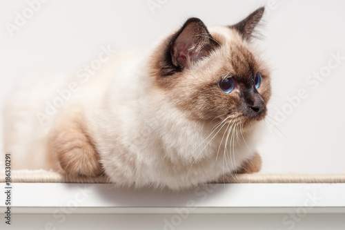 A seal point Birman cat, male sitting on the chest of drawers