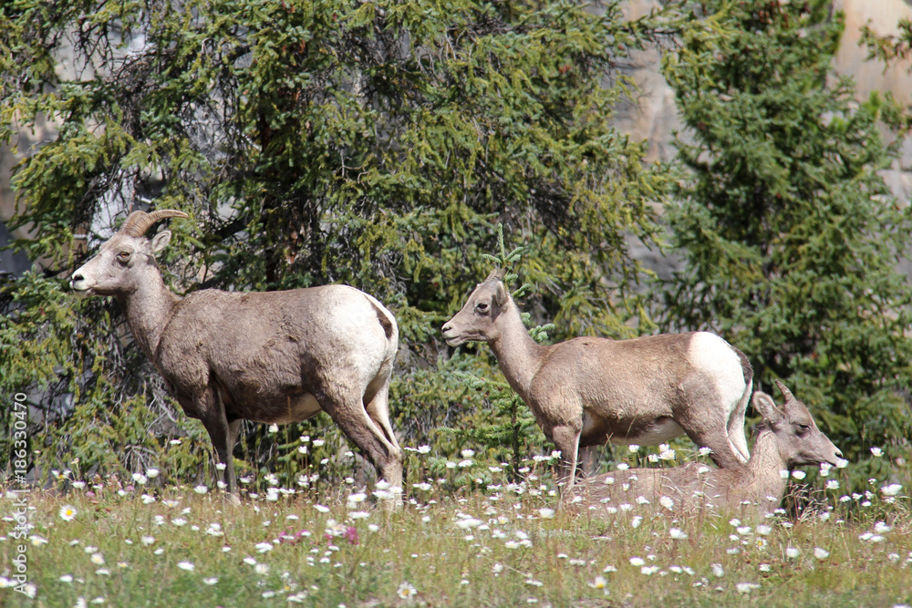 Fototapeta premium Deer family chilling out in the trees