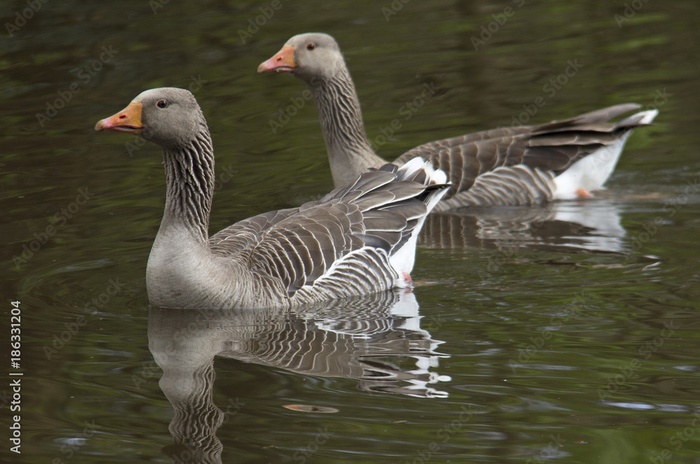 Fototapeta premium A pair of greylag geese