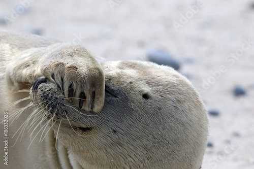 Robbe mit der Flosse vor den Augen (Facepalm)