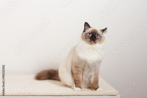 A seal point Birman cat, male sitting on the chest of drawers © patrikslezak