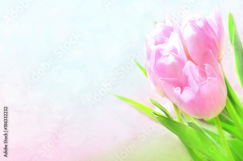 Fototapeta Naklejka Na Ścianę i Meble -  Spring blossoming tulips, bokeh flower background, pastel and soft floral card, selective focus, toned