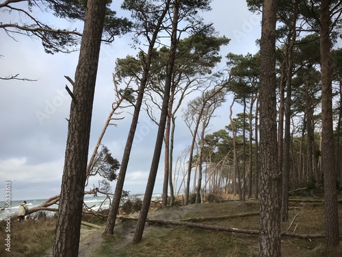 Windflüchter am Darsser Urwald - Ostseeküste © piopixel15