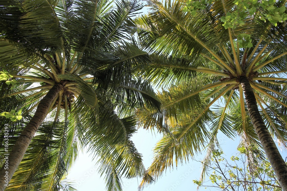 Palmen auf Sun Island Malediven 