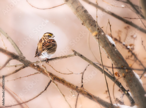 White Throated Sparrow