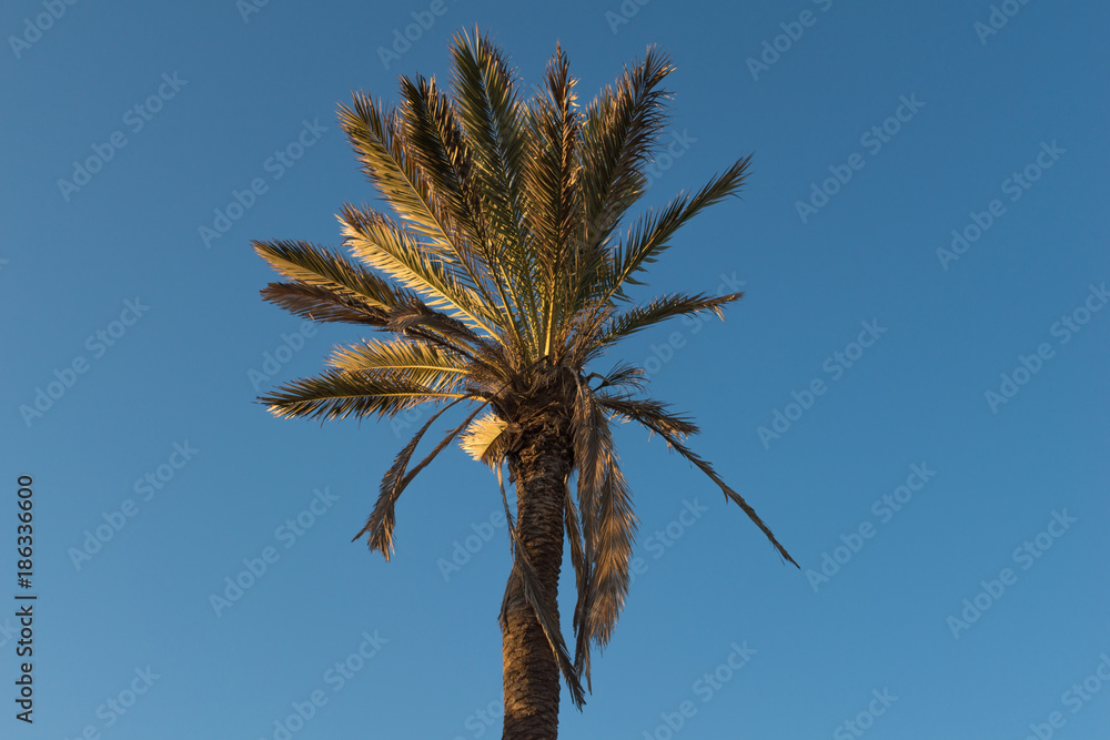 Palm tree on a blue sky with reflection of the sun at sunset Palm tree on a blue sky with reflection of the sun at sunset