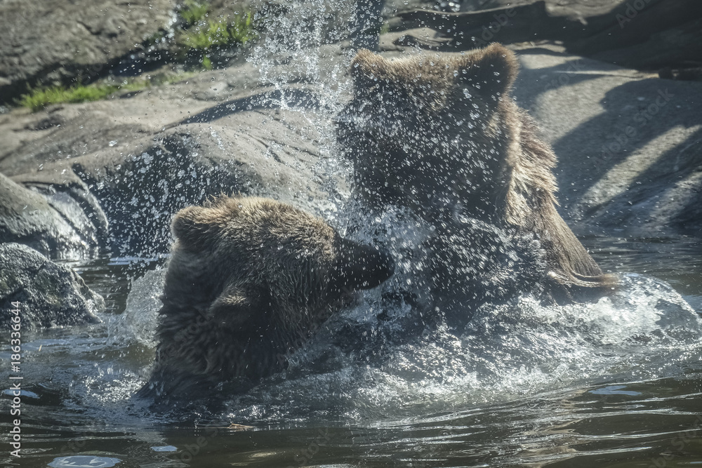 Fototapeta premium BLACK BEAR - Orso bruno - Ursus arctos Linnaeus