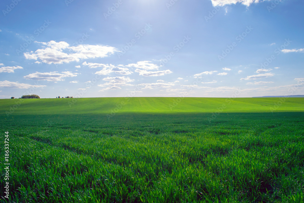 Obraz premium Agriculture field