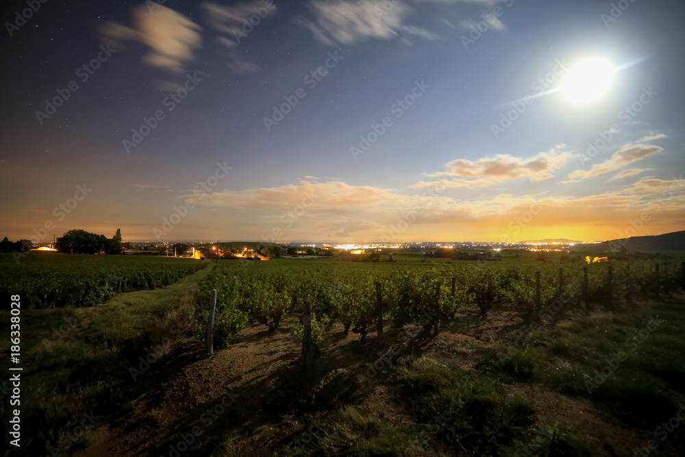 french vineyard at night
