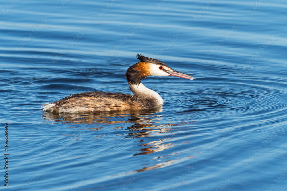Fototapeta premium Great Crested Grebe