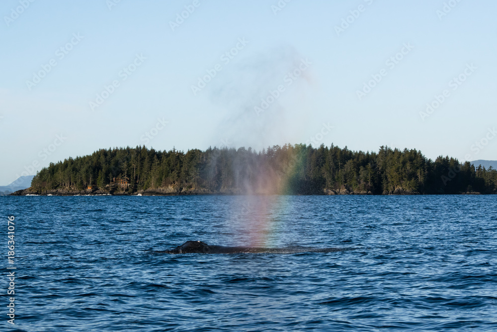Rainbow Whale