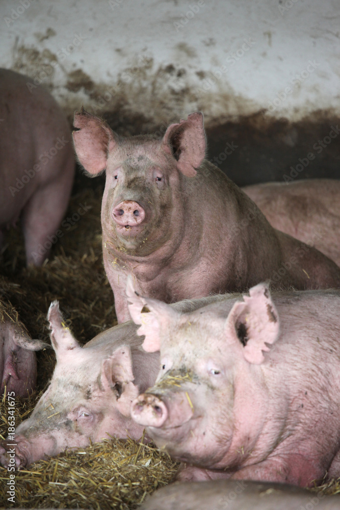 Close up photo of mighty sows when laying in the barn Close up photo of mighty sows when laying in the barn