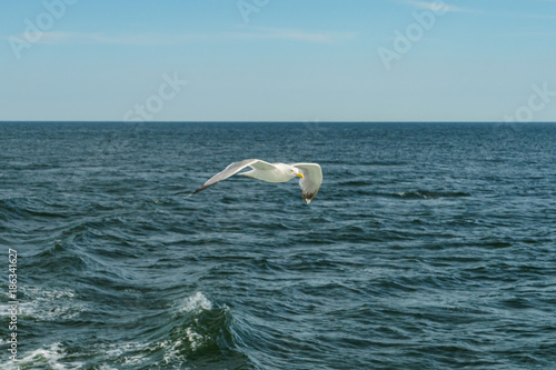 White gull flying Lower New York Bay