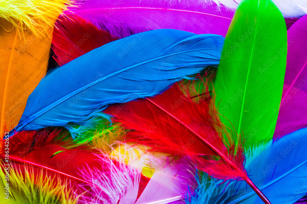 Fototapeta Kolorowy ptak pióra tło