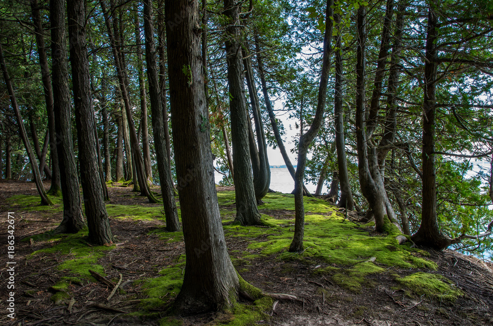 Fototapeta premium trees and moss