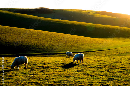 Fotografie three sheep grazing on sussex rolling hills
