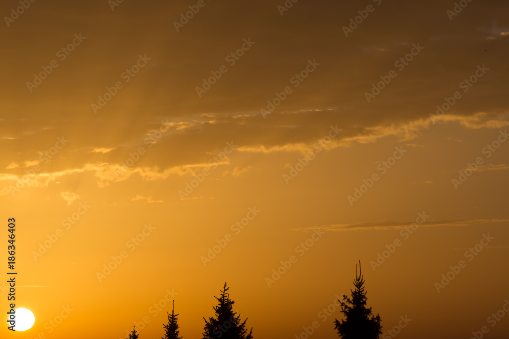 Yellow sun just before sunset with rays, yellow colored clouds and fir tree tops