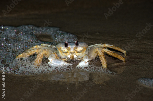 Ghost crab on the beach